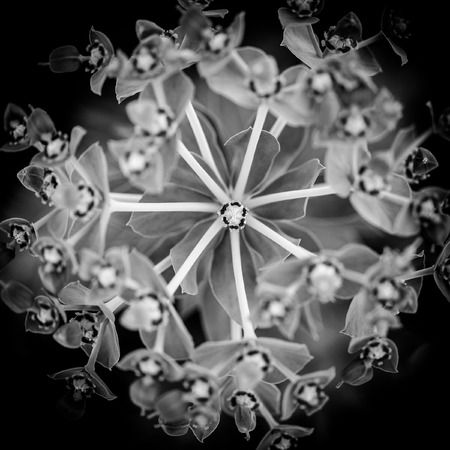 Las Vegas, NV, USA - March 19, 2016:   Closeuup of Cyprus Spurge, (Euphorbia Cyparissias), detailing...