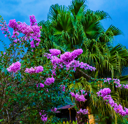 La Fortuna, Costa Rica - April 4, 2017:  Purplr flower Bougainvillea are also known as bugambilia bouganvilla, pokok bunga kertas, jahanamiya, veranera, trinitaria, Santa Rita, or papelillo.の写真素材