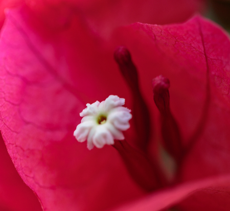 La Fortuna, Costa Rica - April 5, 2017:  Flowering stamen of a red bougenvilla bloom.の写真素材