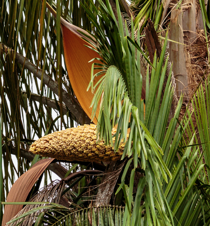 La Fortuna  Costa Rica - April 4,  2017:  Seed pod of palm tree popping from shell.の写真素材