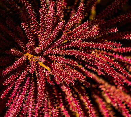 Poas Volcano NP, Costa Rica - April 3, 2017:  Closeup of oil palm red seed pod growing near the Poas Volcanoの写真素材