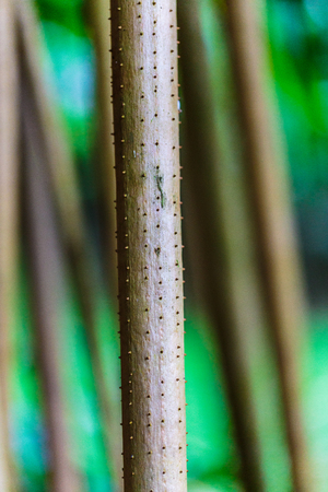 La Fortuna  Costa Rica - April 5, 2017:  Closeup of prop root of the Pandanus tree, or screw pine.の写真素材
