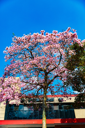 San Jose, Costa Rica - March 31, 2017:  Tabebuia rosea, also called pink poui, rosy trumpet tree.  The name Roble de Sabana, meaning "savannah oak", is widely used in Costa Rica.の写真素材
