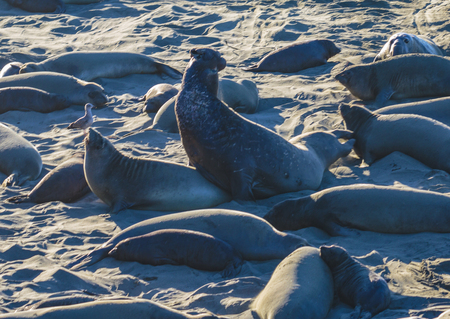 San Simeon, California, February 16, 2018:  Males arrive and fight for mating and pupping spots on this beach. Females arrive in December then birth and mate through January, then leave their pups behind to learn swimming and feeding.  Pups go out to sea のeditorial素材