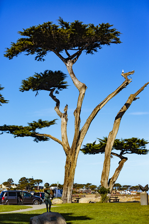 Pacific Grove, California - USA; February 20, 2018; Located between Monterey and Pebble Beach, visitors to Pacific Grove enjoy  stunning sea views, Lover's Point Park, Otter's Cove.500 year old Monterey Cypress trees and a relaxed lifestyle.のeditorial素材
