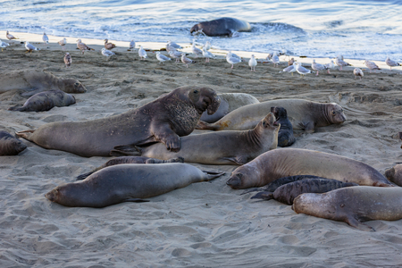 San Simeon, California, February 16, 2018:  Males arrive and fight for mating and pupping spots on this beach. Females arrive in December then birth and mate through January, then leave their pups behind to learn swimming and feeding.  Pups go out to sea のeditorial素材