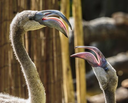Los Angeles, California, USA - July 19, 2018:  Los Angeles, California, USA- July 19, 2018:  The greater flamingo is the largest and most widespread of all flamingo species.のeditorial素材