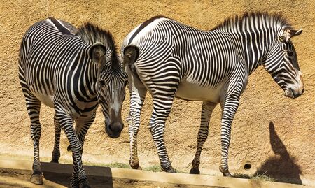 Los Angeles, California, USA - July 19, 2018:  The stripe pattern of a Grevy's zebra is as distinctive as human fingerprints. It is also the most important adaptation for its survival, as movements of stripes within the herd are very confusing to a predatのeditorial素材