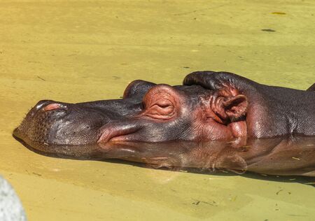 Los Angeles, California, USA - July 19, 2018:  The hippo is theのeditorial素材