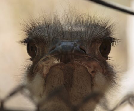 Los Angeles, California, USA - July 19, 2018:  Ostriches, the worldâs largest and heaviest birds, are unable to fly, but have wings. Why? The birds use them for balance when running, for courtship displays, for protecting their eggs and hatchlings, and のeditorial素材