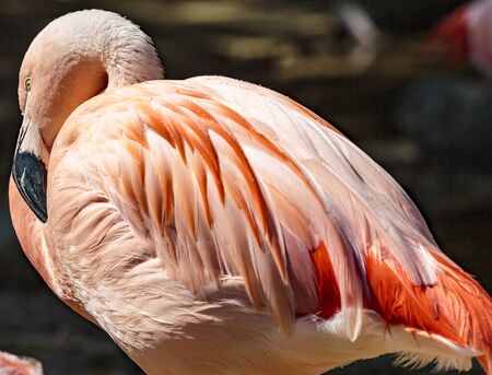 Los Angeles, California, USA - July 19, 2018:  Los Angeles, California, USA- July 19, 2018:  The greater flamingo is the largest and most widespread of all flamingo species.のeditorial素材