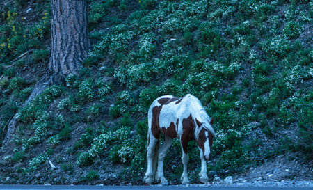 Mt. Charleston, Nevada, USA - June 14, 2018:  Wild horse herd roams in Nevada.の写真素材