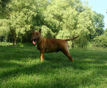 red bull terrierの写真素材