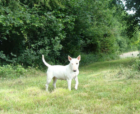 white bull terrierの写真素材