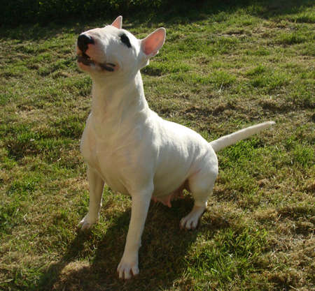 white bull terrierの写真素材