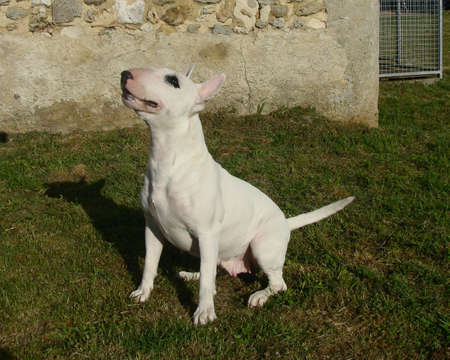 white bull terrierの写真素材