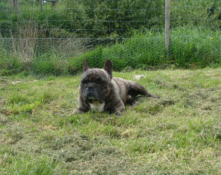 french bulldogの写真素材