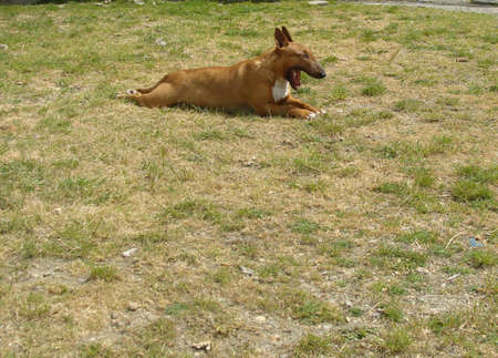 red bull terrierの写真素材