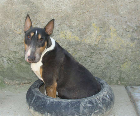 three-coloured bull terrierの写真素材