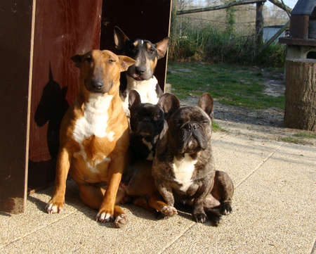 two bull terrier and two french bulldogの写真素材
