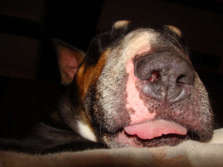 nose of bull terrier close-upの写真素材