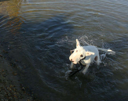white bull terrier in waterの写真素材