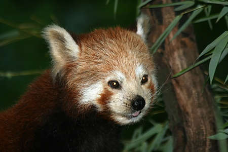 red Panda - little Pandaの写真素材