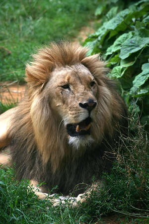 Lion