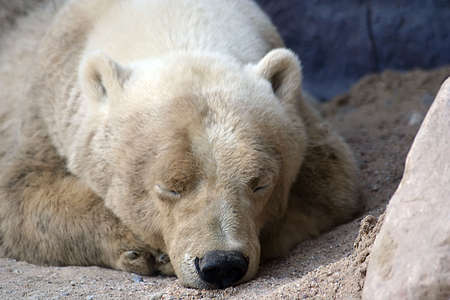 Polarbearの写真素材
