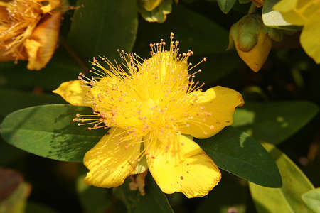 yellow Flowerの写真素材