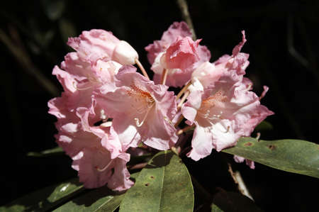 Rhododendronの写真素材