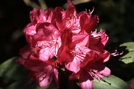 Rhododendronの写真素材