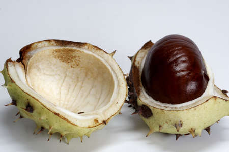 chestnutの写真素材