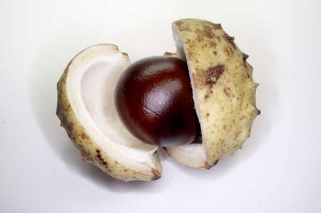 chestnut