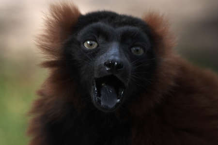 red Wariの写真素材