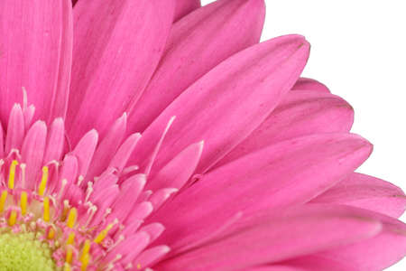 Blüte einer rosa Gerbera - freigestelltの写真素材