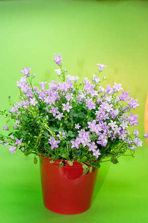 lovely blue flowersの写真素材