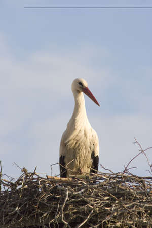 Storch in künstlichem Nest