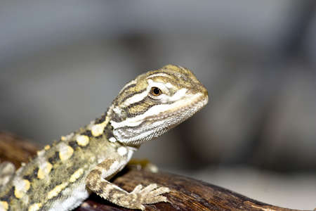 young bearded dragonの写真素材