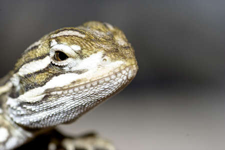 young bearded dragonの写真素材