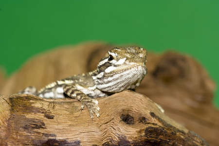young bearded dragonの写真素材