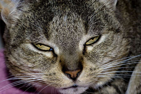 angry and tired catの写真素材