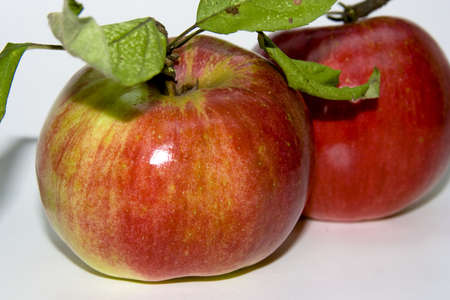 fresh red appleの写真素材