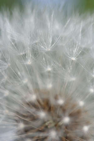 dandelionの写真素材