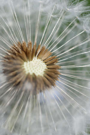 dandelionの写真素材