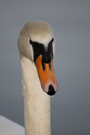 Swan in sundown at bavarian lake - Cygniniの写真素材