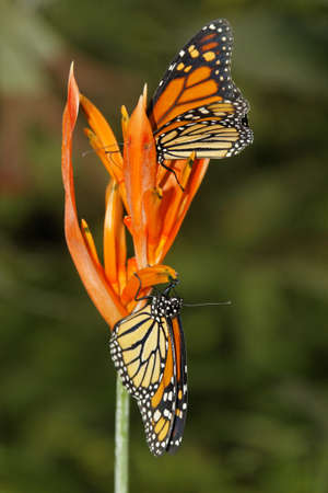 butterfly in nature Monarchfalter - Danaus plexippus - Protected species