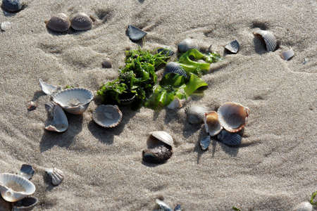the beach of Texelの写真素材