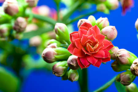 close-up of a red flower with blue backroundの写真素材