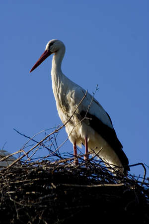 White Stork at the top of the tree - ciconiaの写真素材